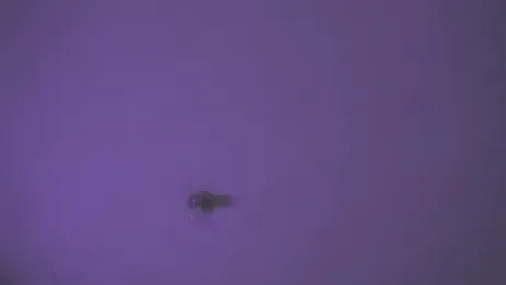 VenusSantana webcam model stream image