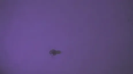 VenusSantana webcam model stream image